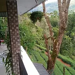 Green Tea View