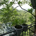 Moselberg Riverside Cottages