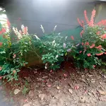 Munnar Home Stay Teadrops Plantation Villa