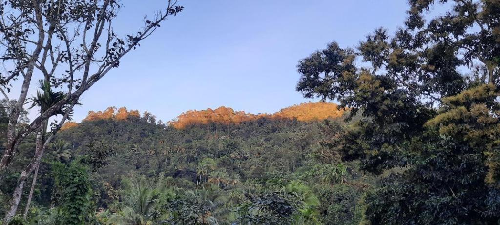 Homestay Linn View Munnar