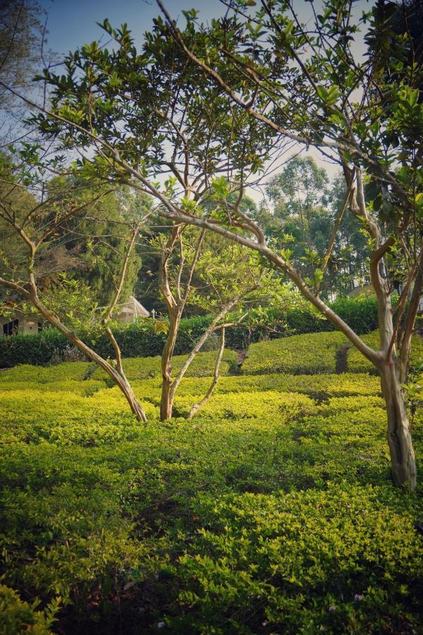 Resort The Regalia Munnar