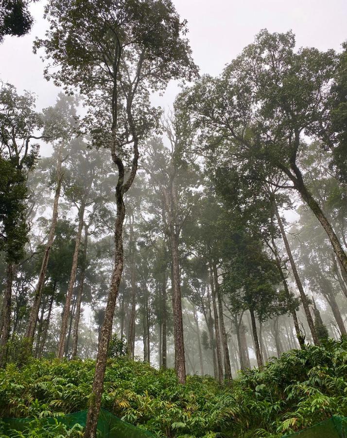Flower Valley Plantation * Munnar