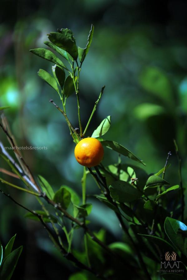 Dew Drops Farm Farm stay Munnar