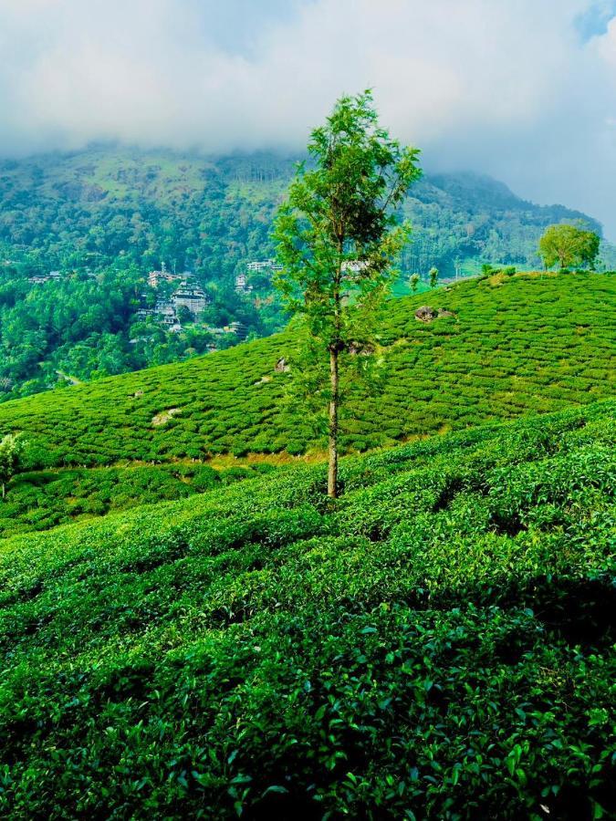 Tea & Sky Munnar