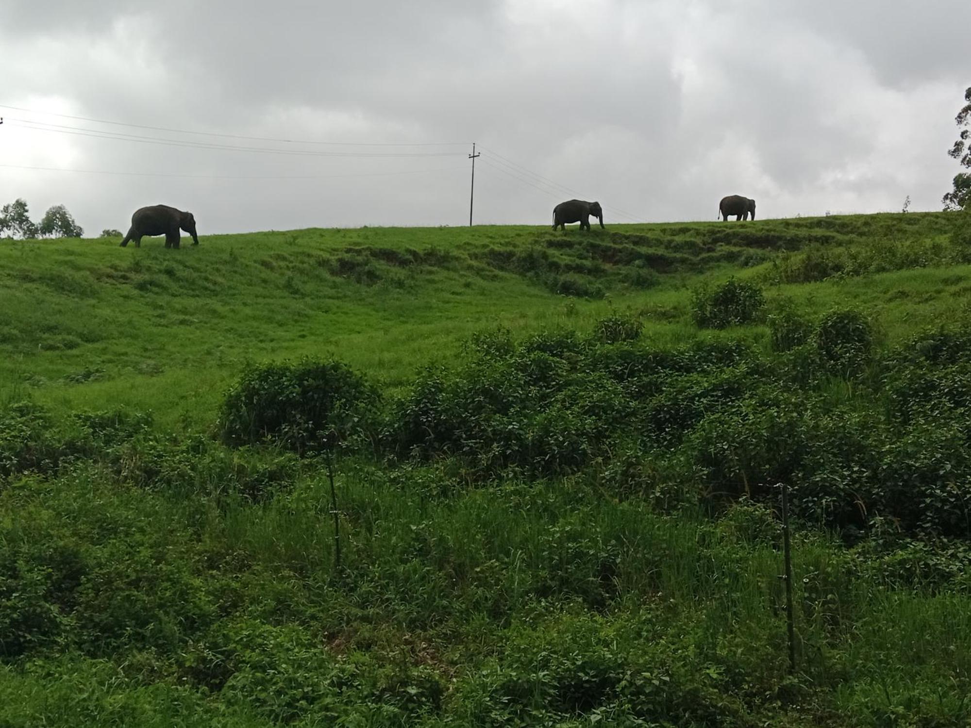 Homestay View Valley Munnar