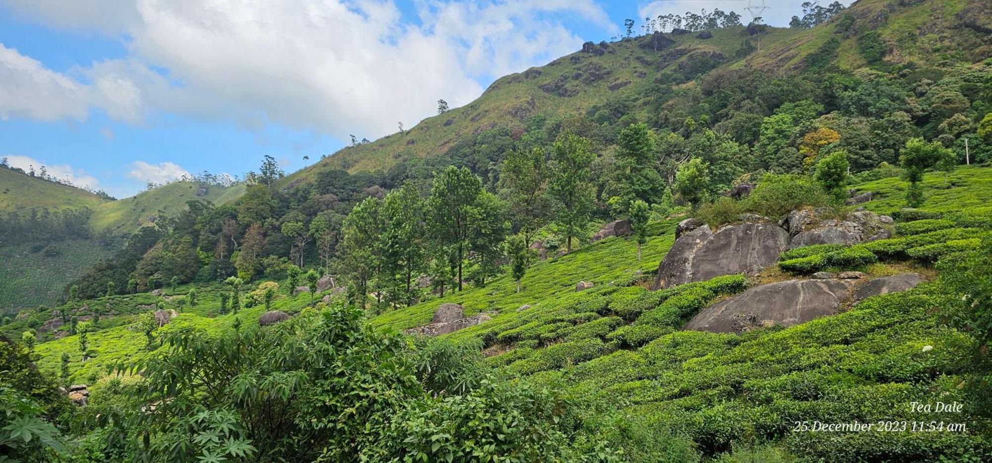 Tea Dale - With Tea Estate View