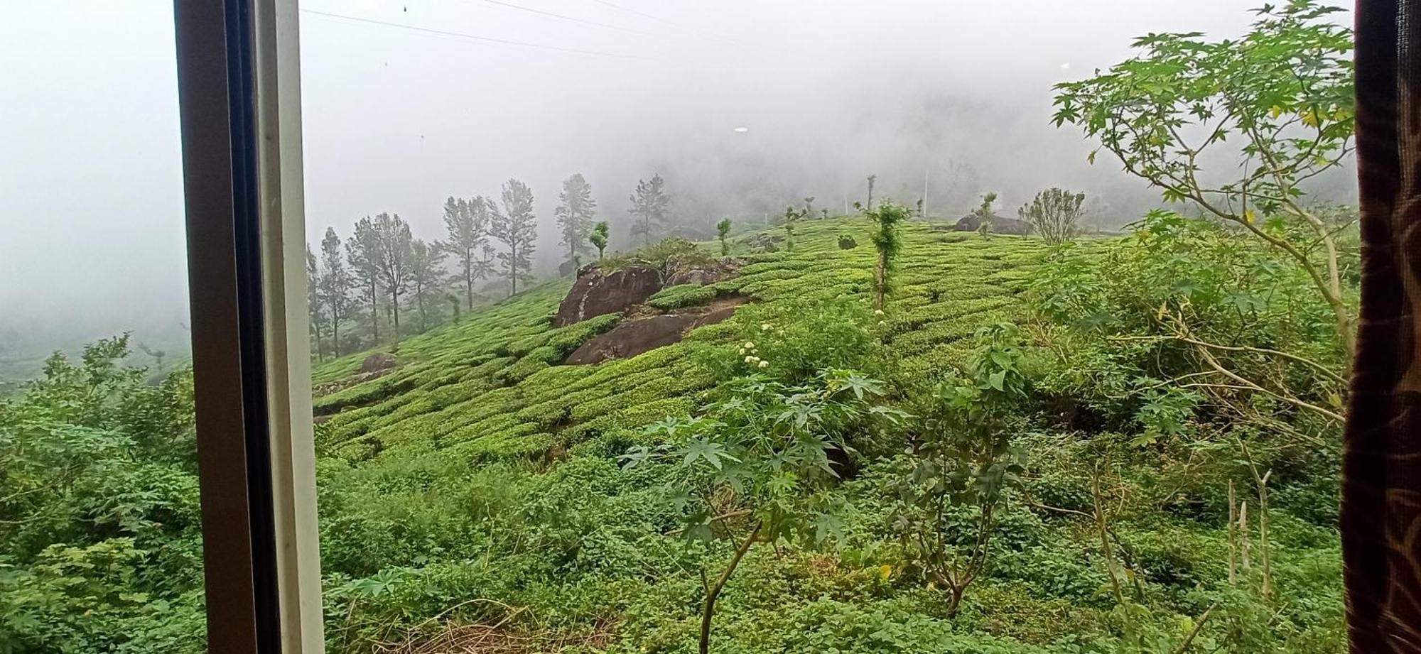 Tea Dale - With Tea Estate View *