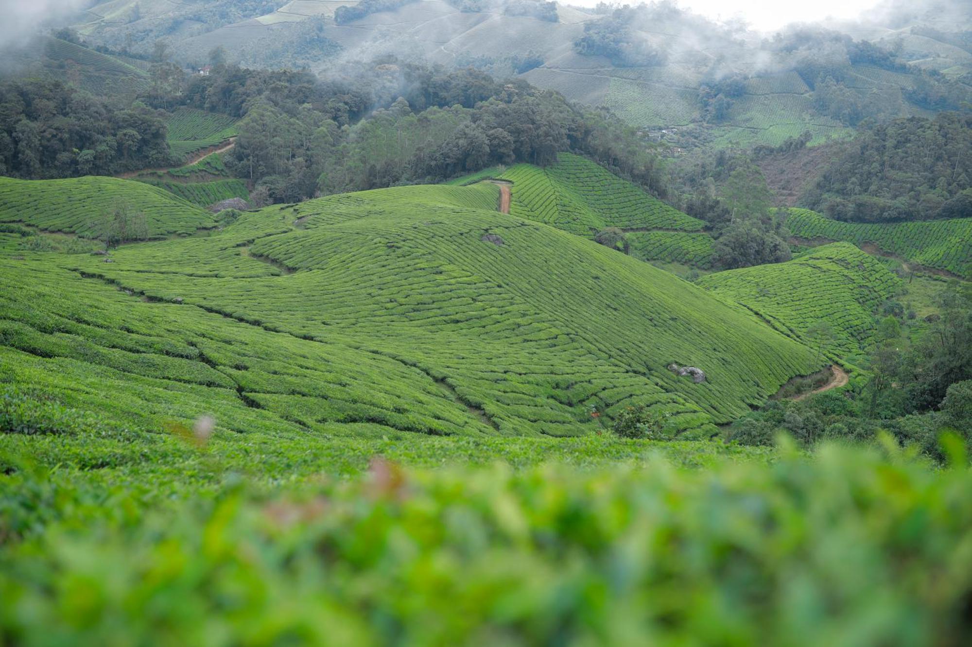 Resort Nature Zone Jungle Munnar
