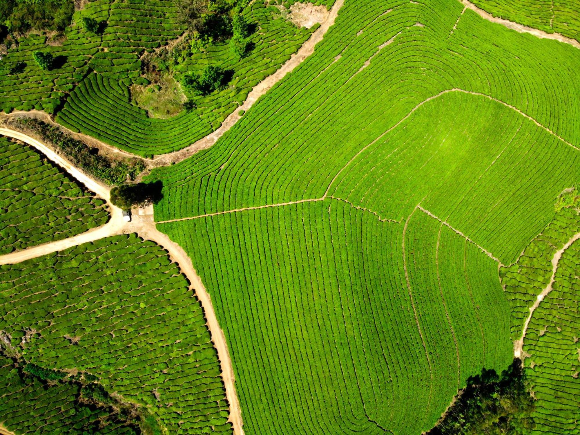 Nature Zone Jungle Munnar