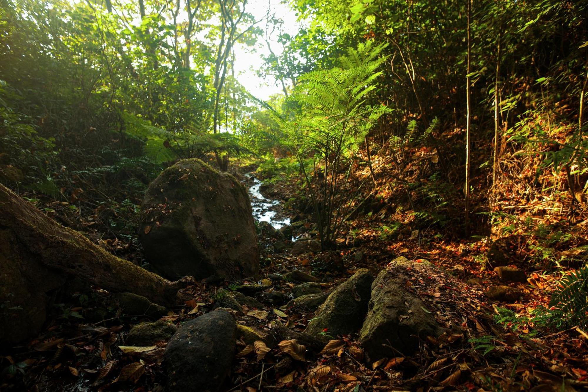 Nature Zone Jungle 4*