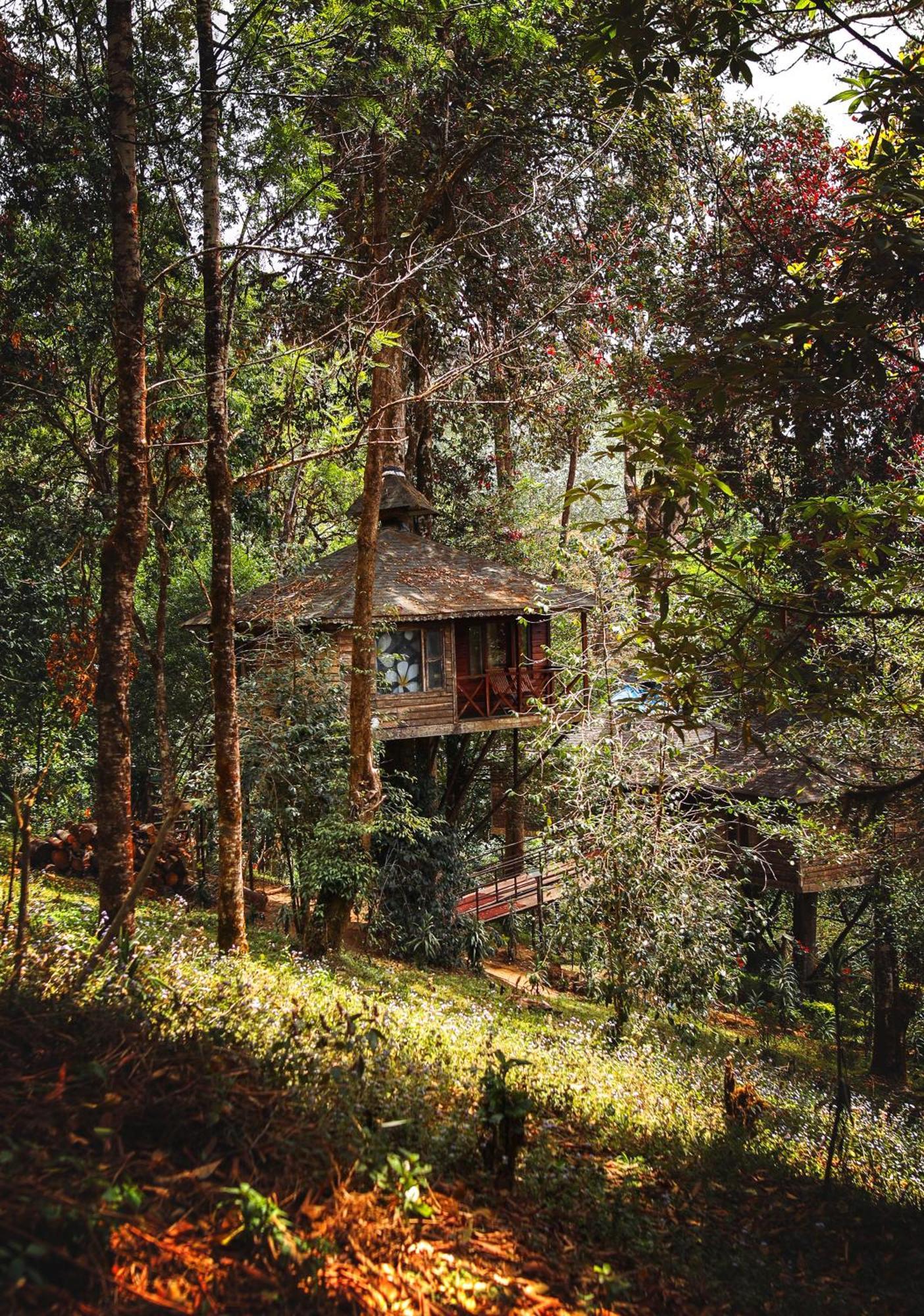 Nature Zone Jungle