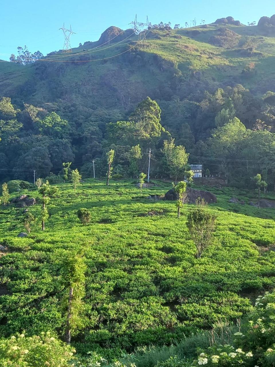 Tea Dale - With Tea Estate View * Munnar