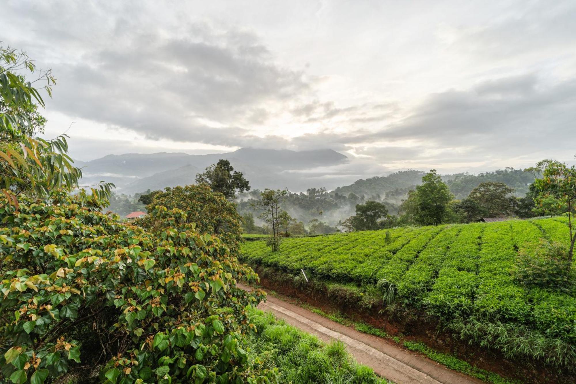 Treebo Windsong Resort Munnar, Tea Plantation View