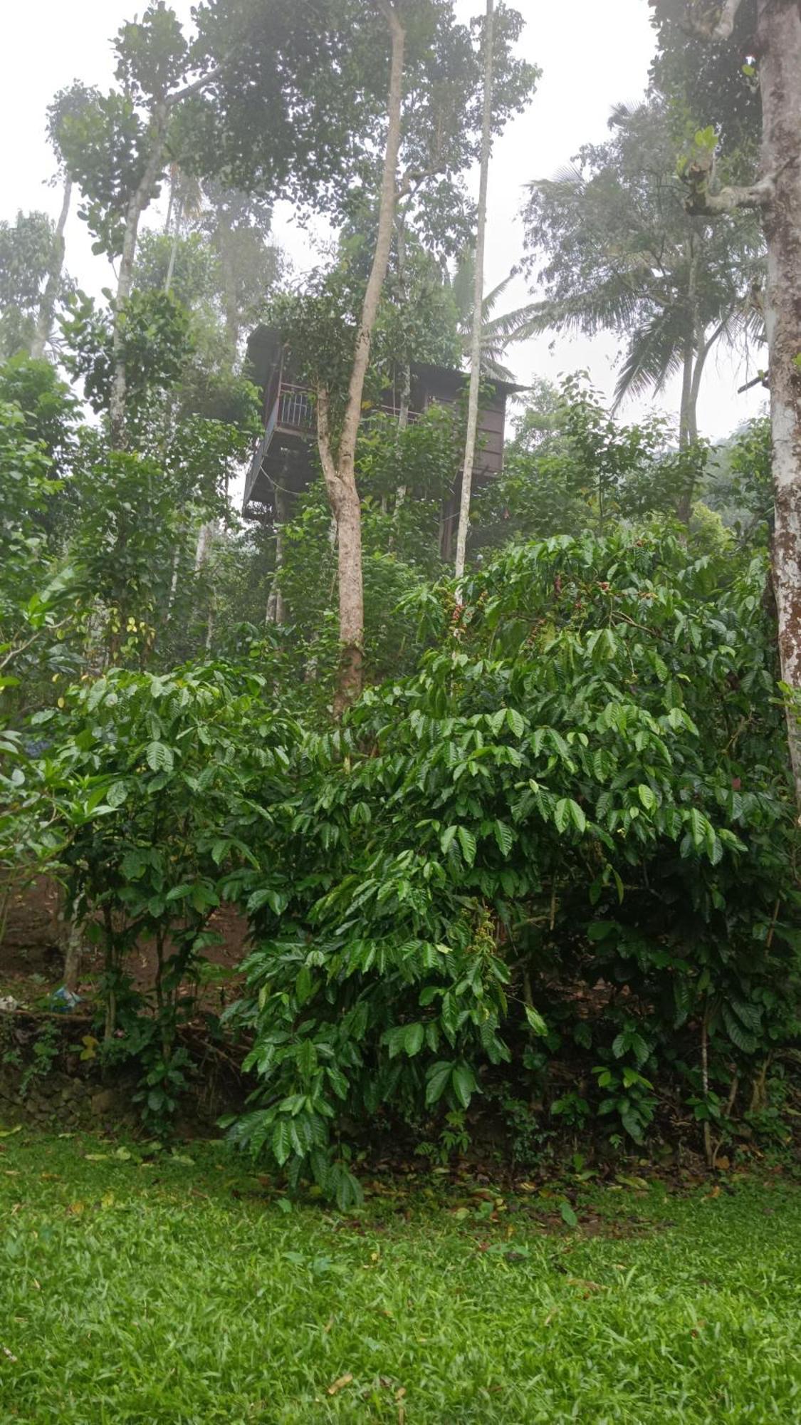 The Wayside * Munnar
