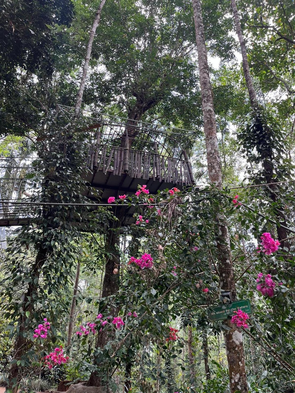 Jungle Jive Treehouse And