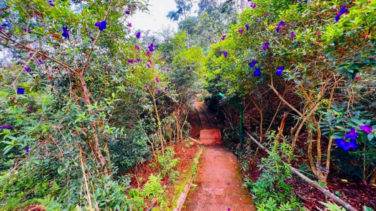 Bamboo Dale Resort,
