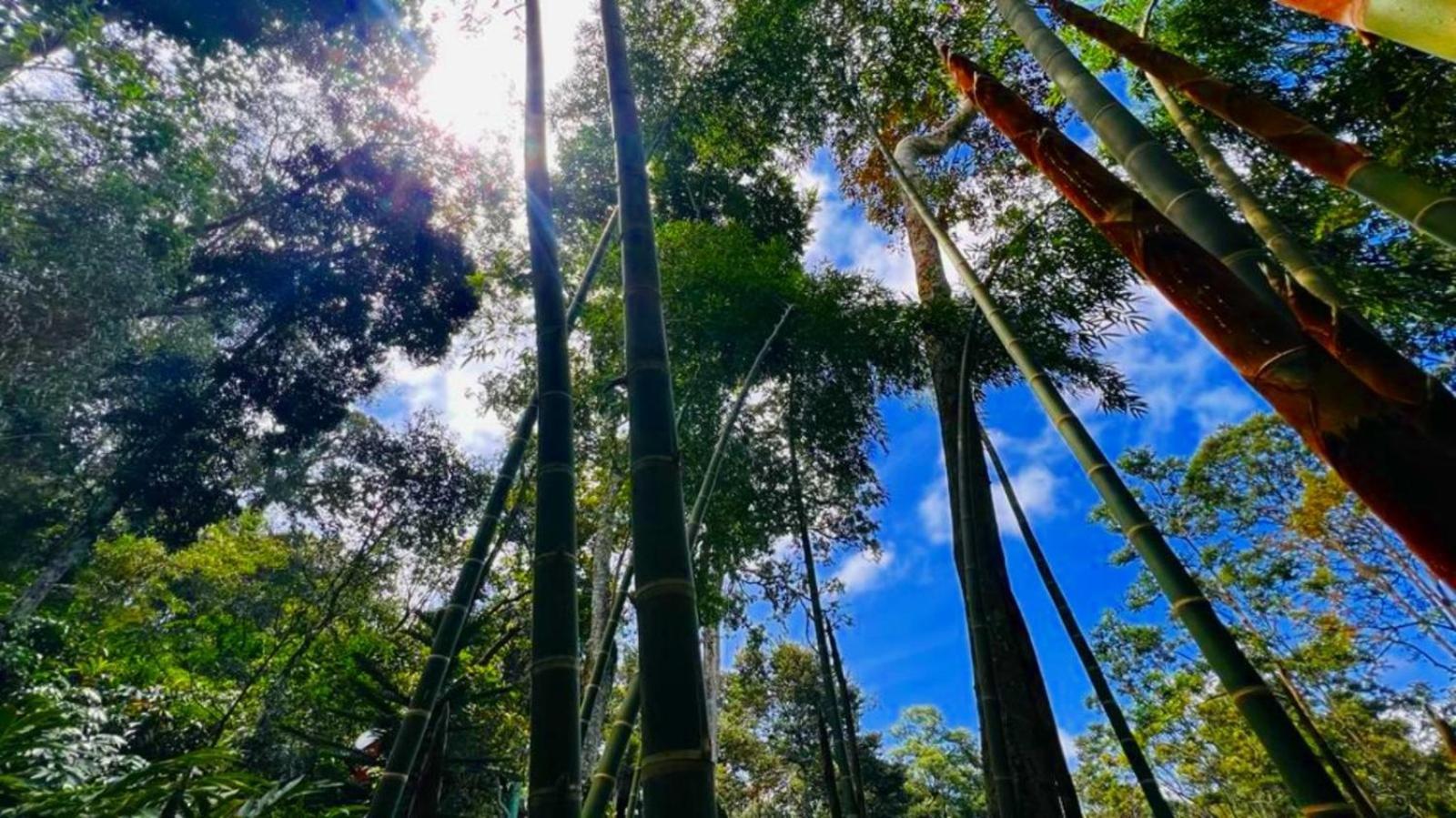Bamboo Dale Resort, Resort Munnar