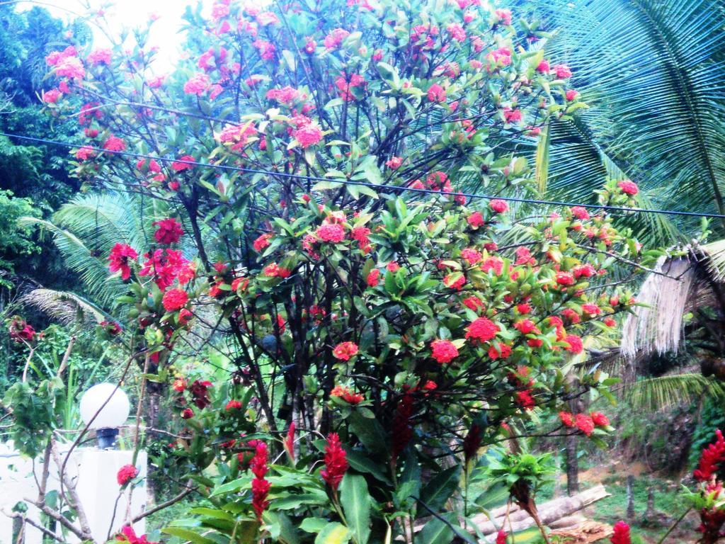 Homestay View Valley