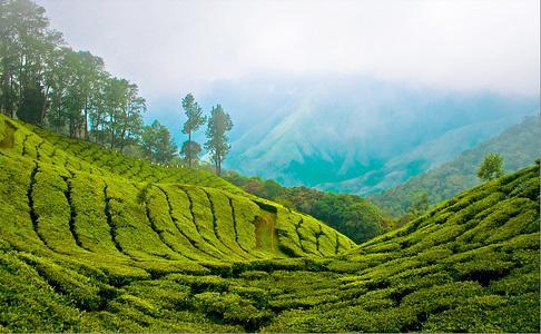 Dreams Munnar