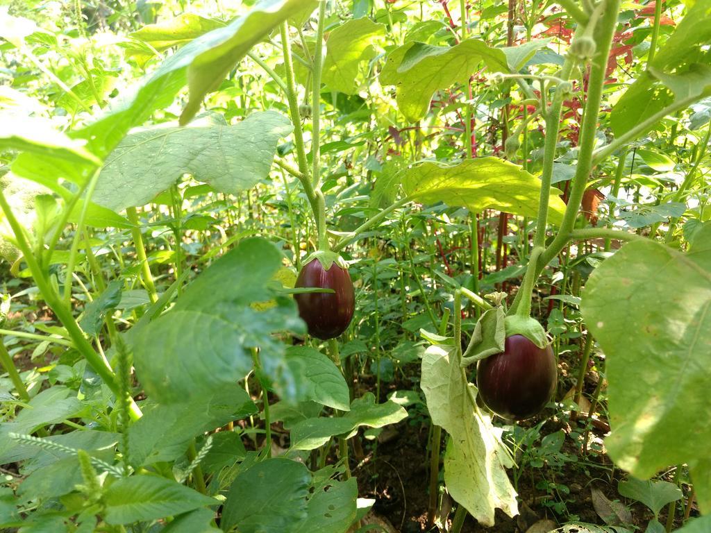 Sceva's Garden *