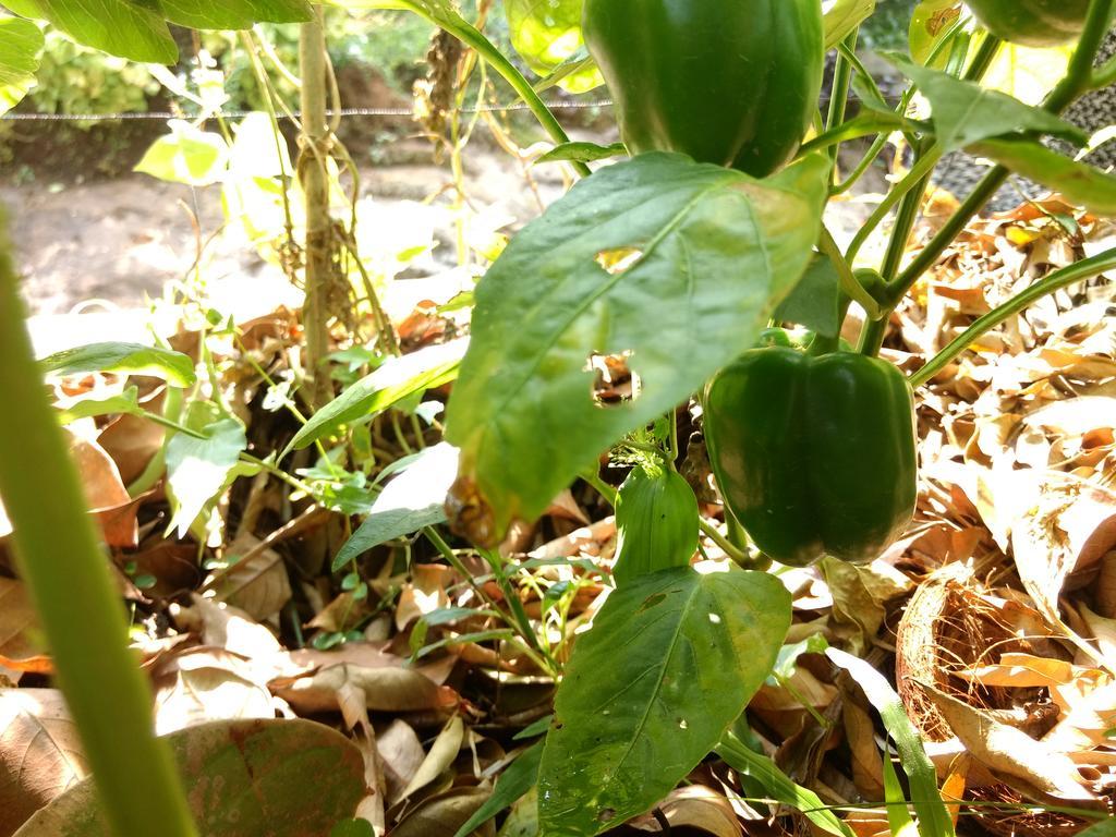 Sceva's Garden