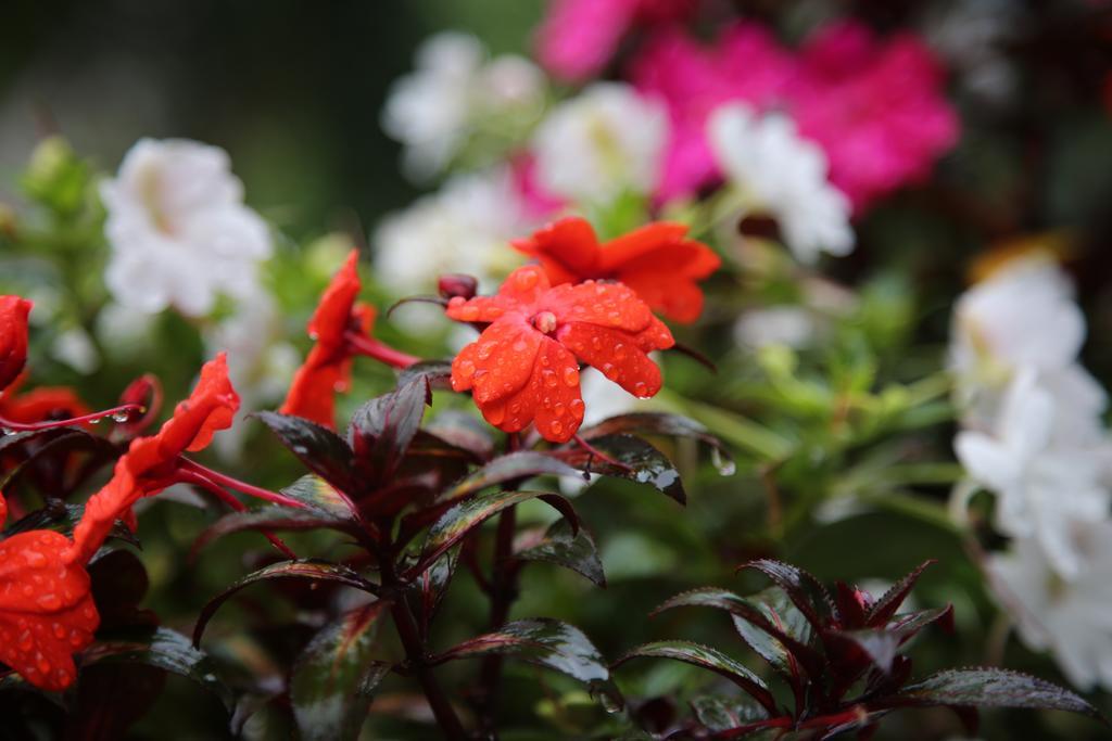 Sceva's Garden