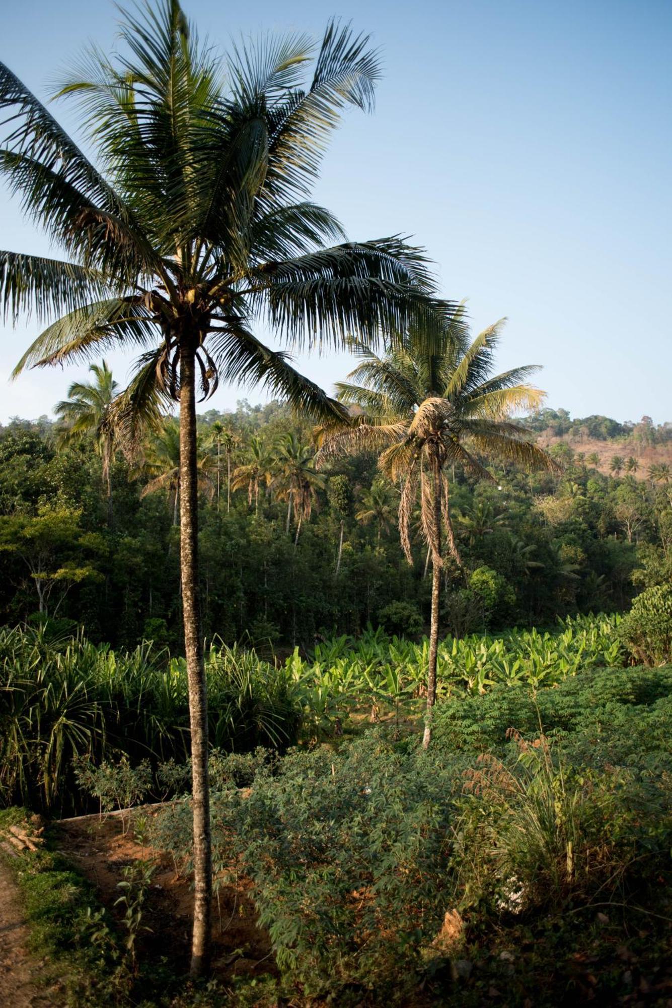 View Valley Homestay
