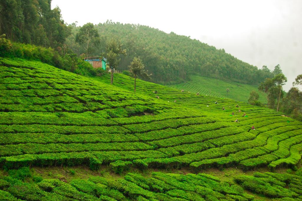 Valley View Munnar