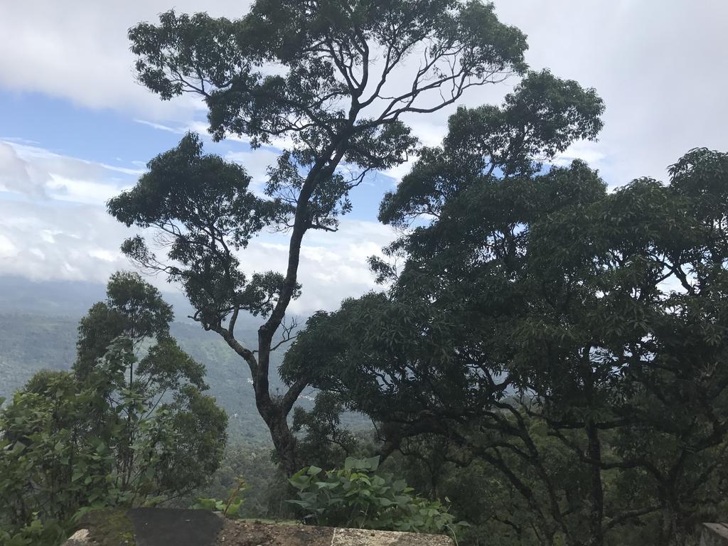 31st December Farms And Estates Munnar