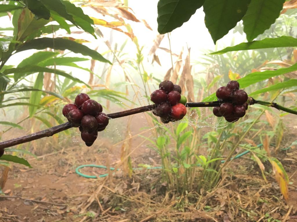 31st December Farms And Estates Munnar