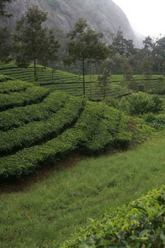 Wild Elephant Eco Friendly Resort Munnar
