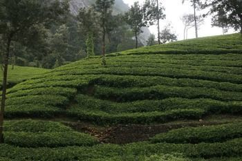 Wild Elephant Eco Friendly Munnar