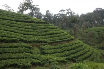Wild Elephant Eco Friendly Resort Munnar