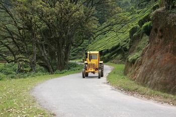 Wild Elephant Eco Friendly