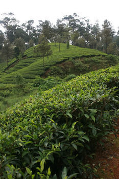 Wild Elephant Eco Friendly Resort Munnar