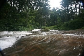 Wild Elephant Eco Friendly Munnar