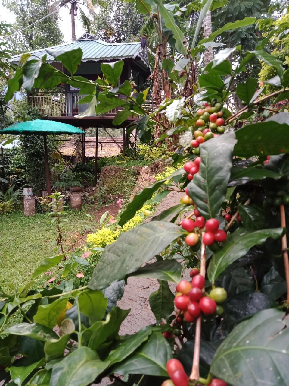 Farm stay The Wayside Munnar