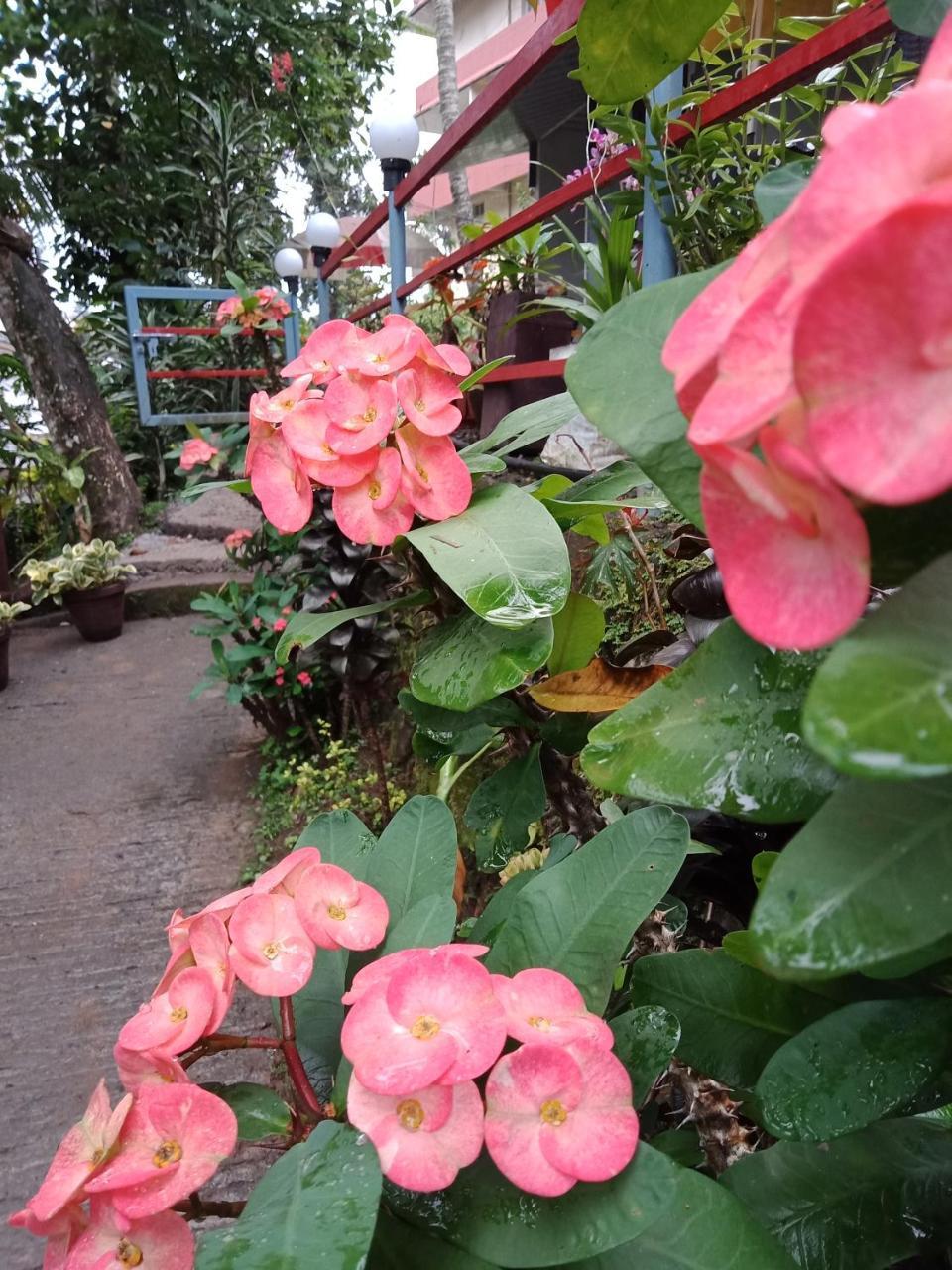 The Wayside Farm stay Munnar