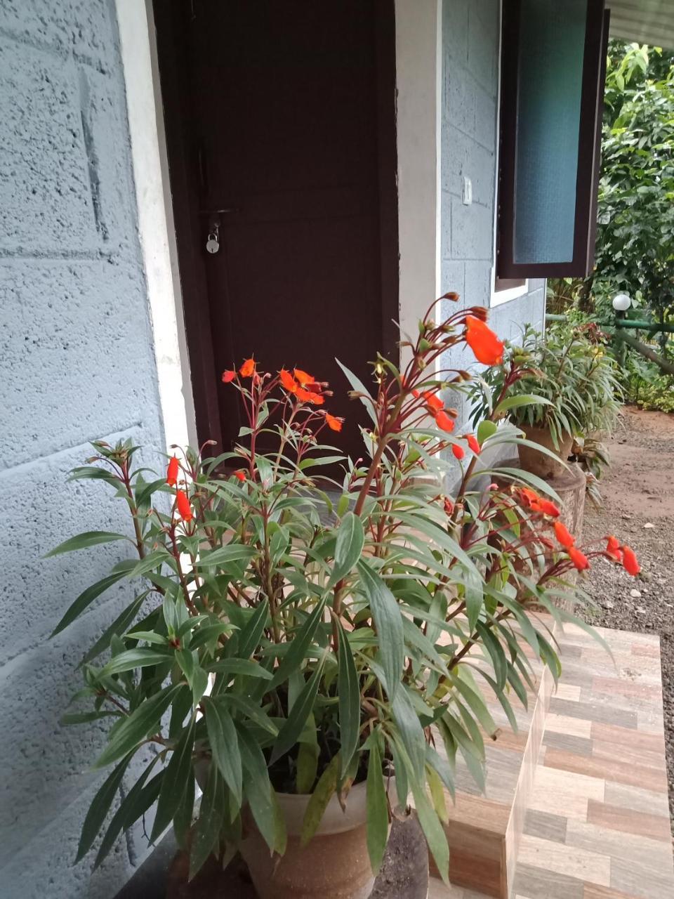 The Wayside Farm stay Munnar