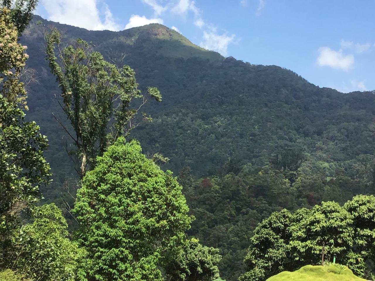 Wild Elephant Eco Friendly 3* Munnar