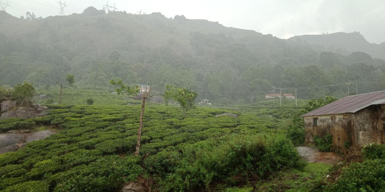 Tea Dale - With Tea Estate View *
