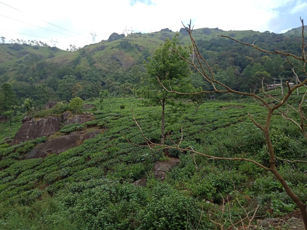 Tea Dale - With Tea Estate View