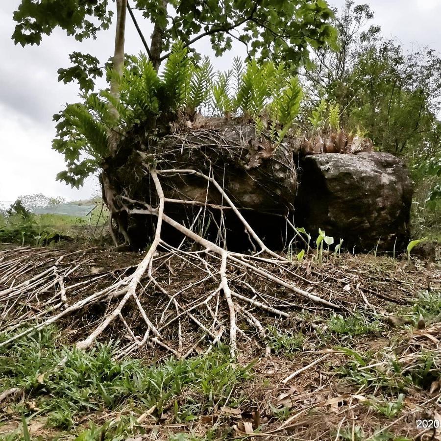 Beyond Eco Living Homestay *