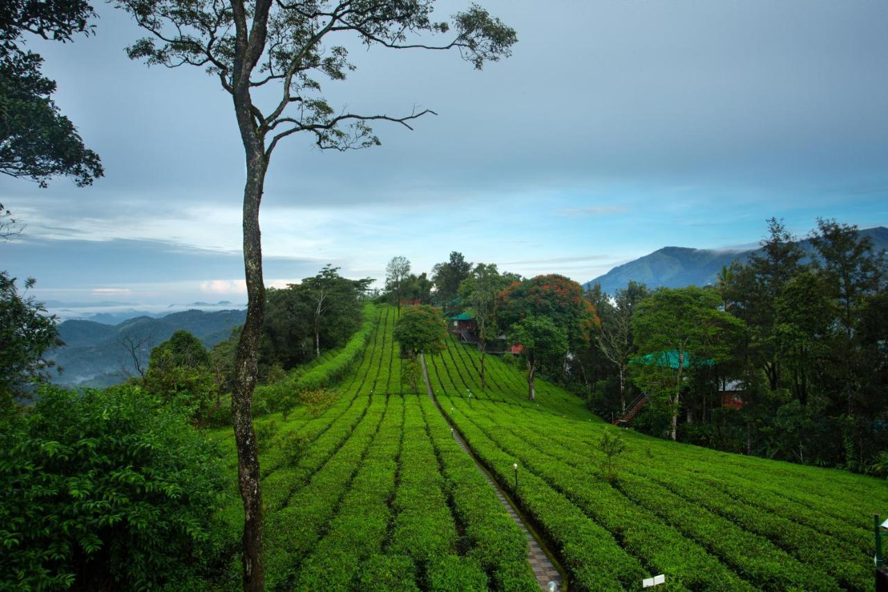 Dream Catcher Plantation