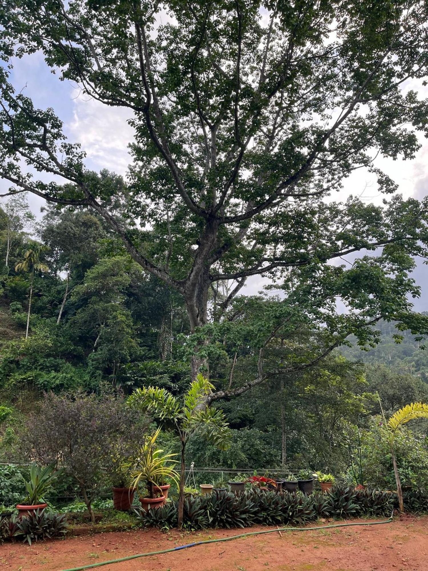 Guest house Mount Court Munnar