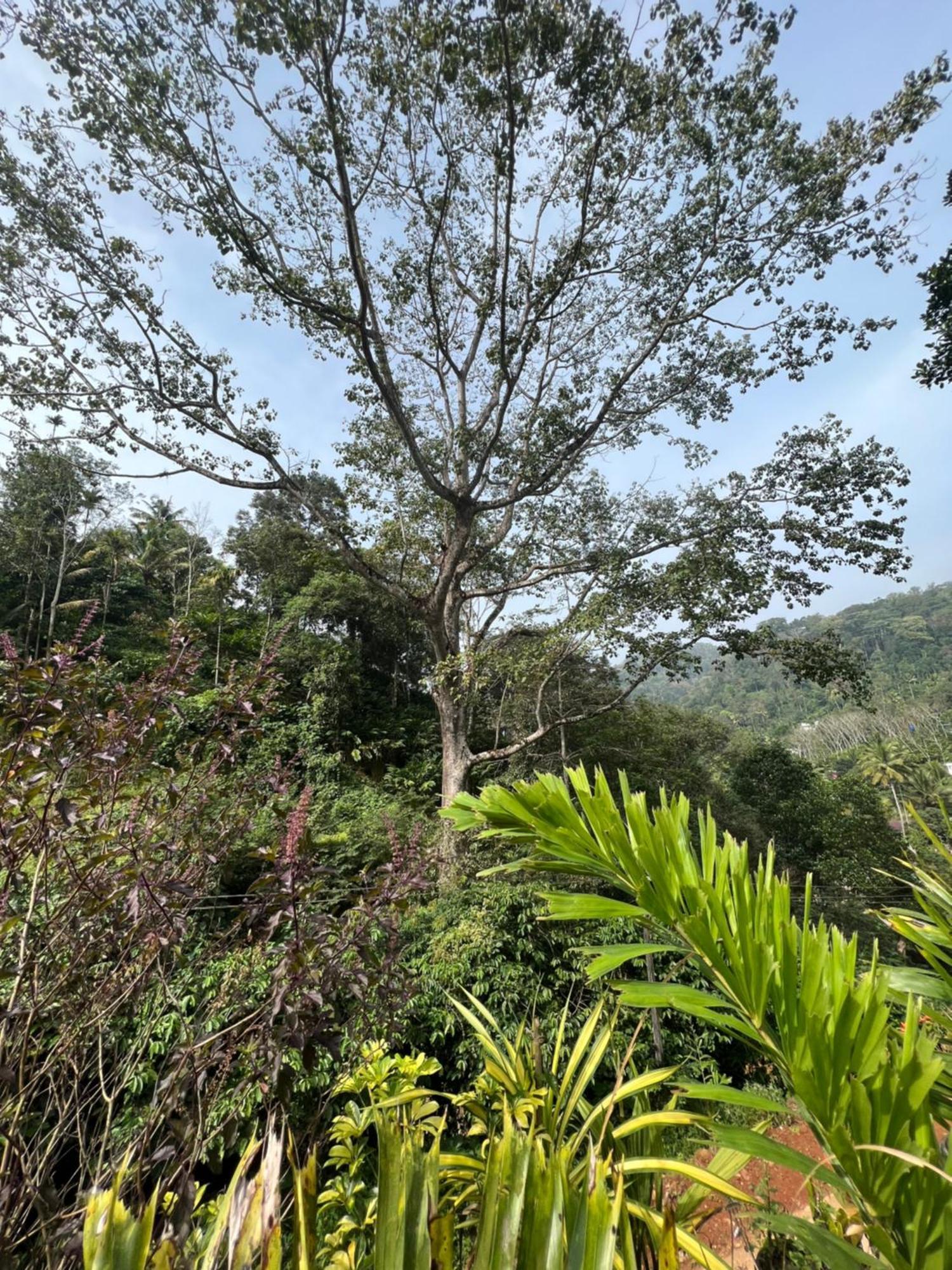Mount Court * Munnar