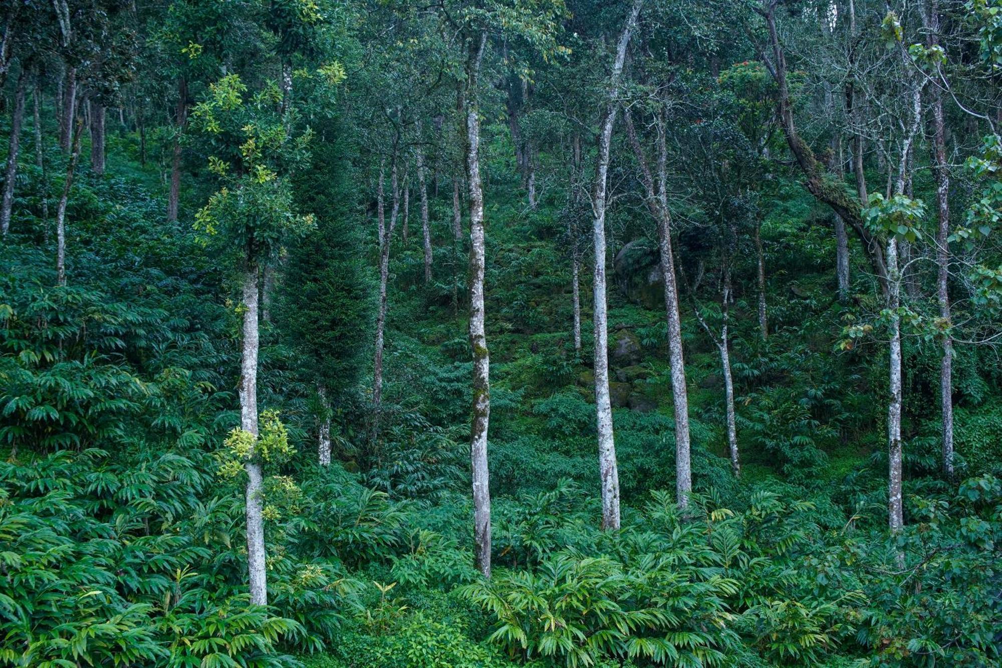 Makayiram Retreat Munnar