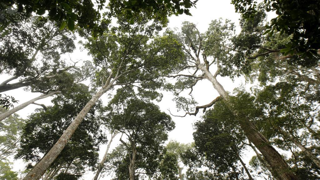 Ecotones By Eden Environs Resort Munnar