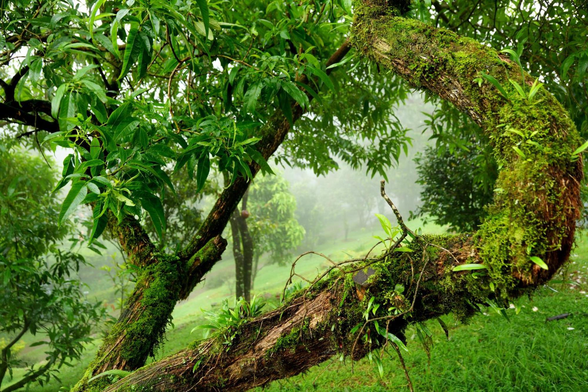 Camelot 3* Munnar