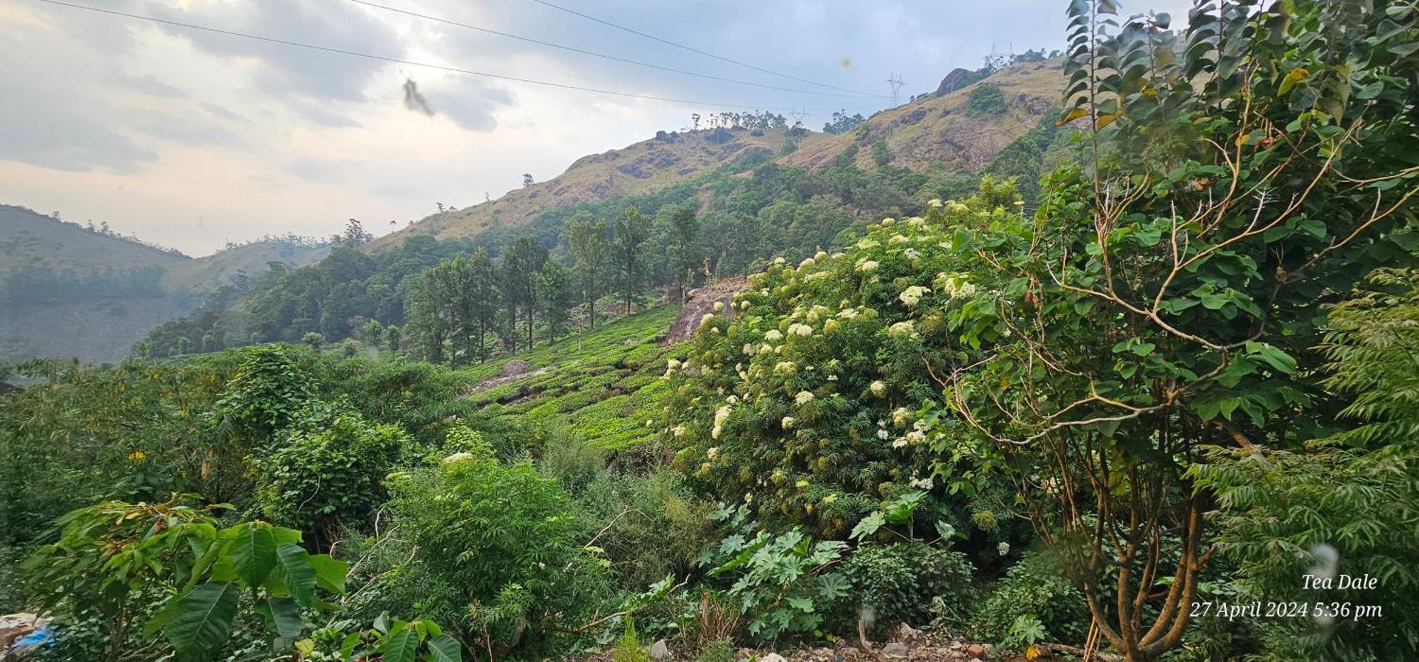 Homestay Tea Dale - With Tea Estate View *